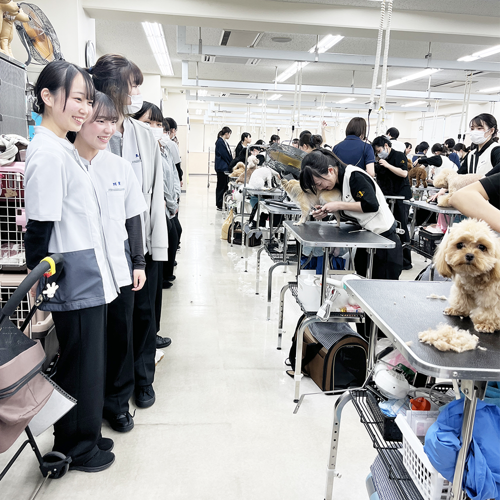 先輩のトリミングを見学☆